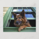 Recherche de compagnon cartes postales Canine