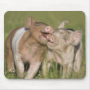 Recherche de porcelets tapis souris Porcs