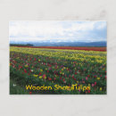 Recherche de chaussures en bois cartes postales Tulipe