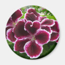 Recherche de géranium magnets Violet
