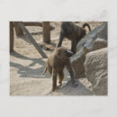 Recherche de grande singe cartes postales Faune