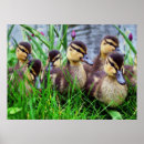 Recherche de individueller posters Animal