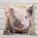 Recherche de porcelets coussins Mignon