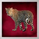 Recherche de carnivore posters Animal sauvage