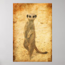 Recherche de mangouste posters Suricate