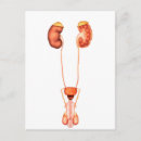 Recherche de organes humains cartes postales Soins
