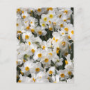 Recherche de jonquilles cartes postales Printemps