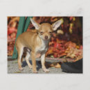 Recherche de chiwawa cartes postales Petit