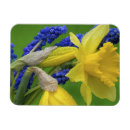 Recherche de jacinthe magnets Fleur