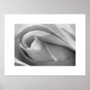 Recherche de copie rose Blanc