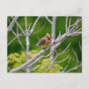 Recherche de plumage cartes postales Coloré