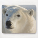 Recherche de ours tapis souris Portrait