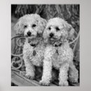 Recherche de caniche posters Blanc