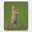 Recherche de cathy tapis souris Faune