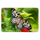 Recherche de papillon blanc magnets Insecte