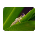 Recherche de grenouille magnets Forêt tropicale
