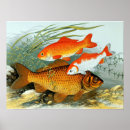 Recherche de carpe koi posters Vintage