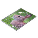 Recherche de lapins photographie Animaux