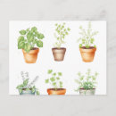 Recherche de herbes cartes postales Botanique
