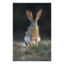 Recherche de vertébré posters Prairie