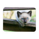 Recherche de chats siamois magnets Mignon