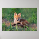 Recherche de renard rouge bébé posters Mammifère