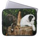 Recherche de chien de boxeur coques Chiot
