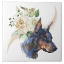 Recherche de dobermann carreaux Dog