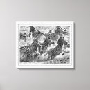 Recherche de zèbre photographie Afrique