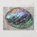 Recherche de abalone cartes postales Coquillage