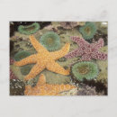 Recherche de étoile de mer cartes postales Côte