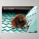 Recherche de orang outan posters Toute personne