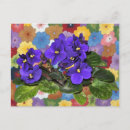 Recherche de violettes africaines cartes postales Floral