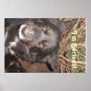 Recherche de chien colley posters Chiens