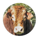 Recherche de taureau planches à découper Bétail