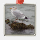 Recherche de mouettes ornements Vacances
