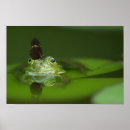 Recherche de frog posters Animal