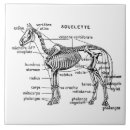 Recherche de squelette carreaux Anatomie