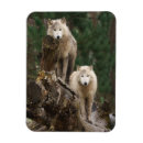 Recherche de loup magnets Nature