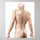 Recherche de cou humain posters Illustration