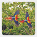 Recherche de joli oiseau autocollants Oiseaux