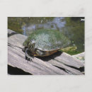 Recherche de reptile cartes postales Photographie