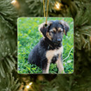 Recherche de german shepherd ornamente Cute