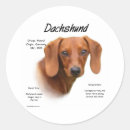 Recherche de chien teckel autocollants Amoureux des chiens