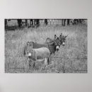 Recherche de mules posters Photographie
