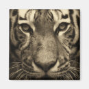 Recherche de chat tigré magnets Animal