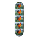 Recherche de poulets skateboards Coq