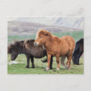 Recherche de domestiqué posters Equus ferus caballus