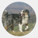 Recherche de pannes autocollants Collie bordure