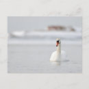 Recherche de cygnes cartes postales Salutations